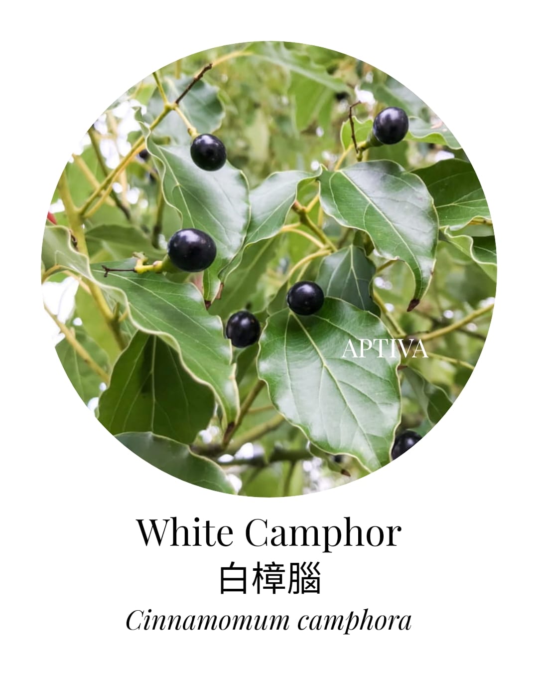 Organic White Camphor Essential Oil - APTIVA