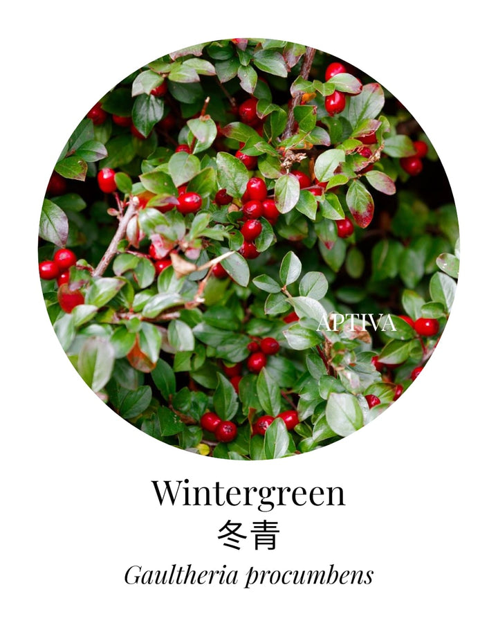 Organic Wintergreen Essential Oil - APTIVA