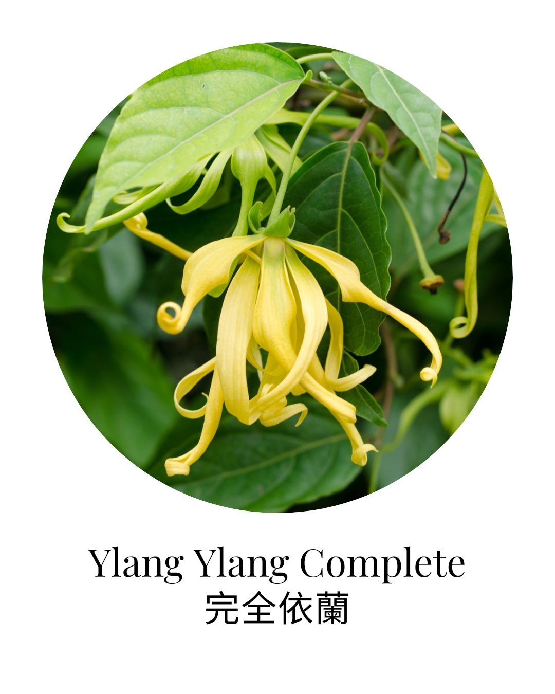 Organic Ylang Ylang Complete Essential Oil - APTIVA Default Title Essential Oil