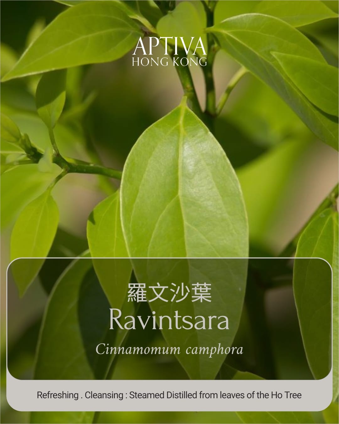 Ravintsara Essential Oil - APTIVA