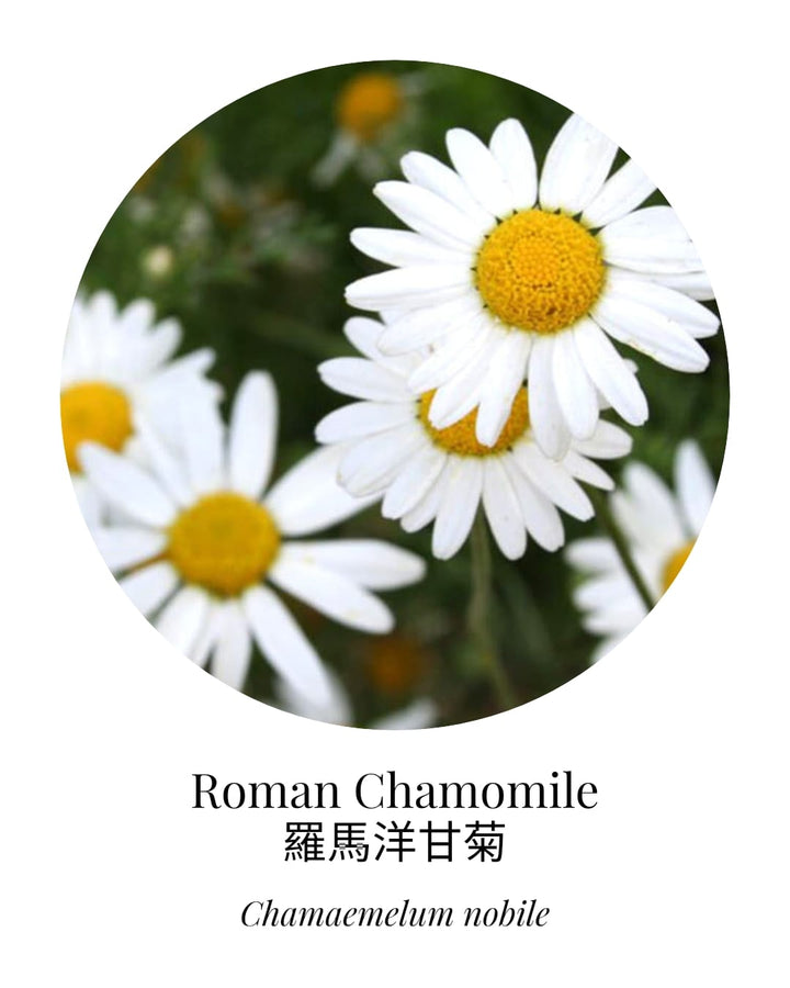 Roman Chamomile Essential Oil - APTIVA