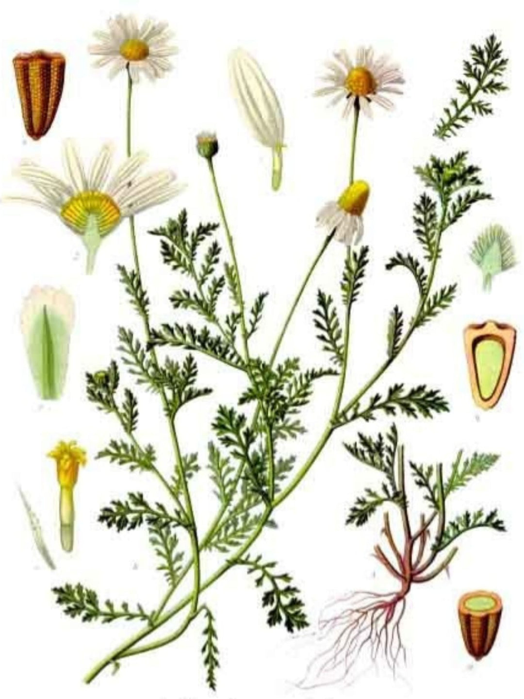 Roman Chamomile Essential Oil - APTIVA