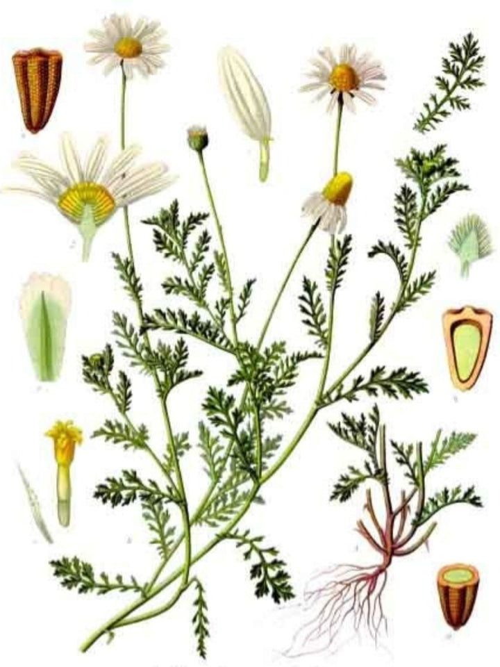 Roman Chamomile Essential Oil - APTIVA