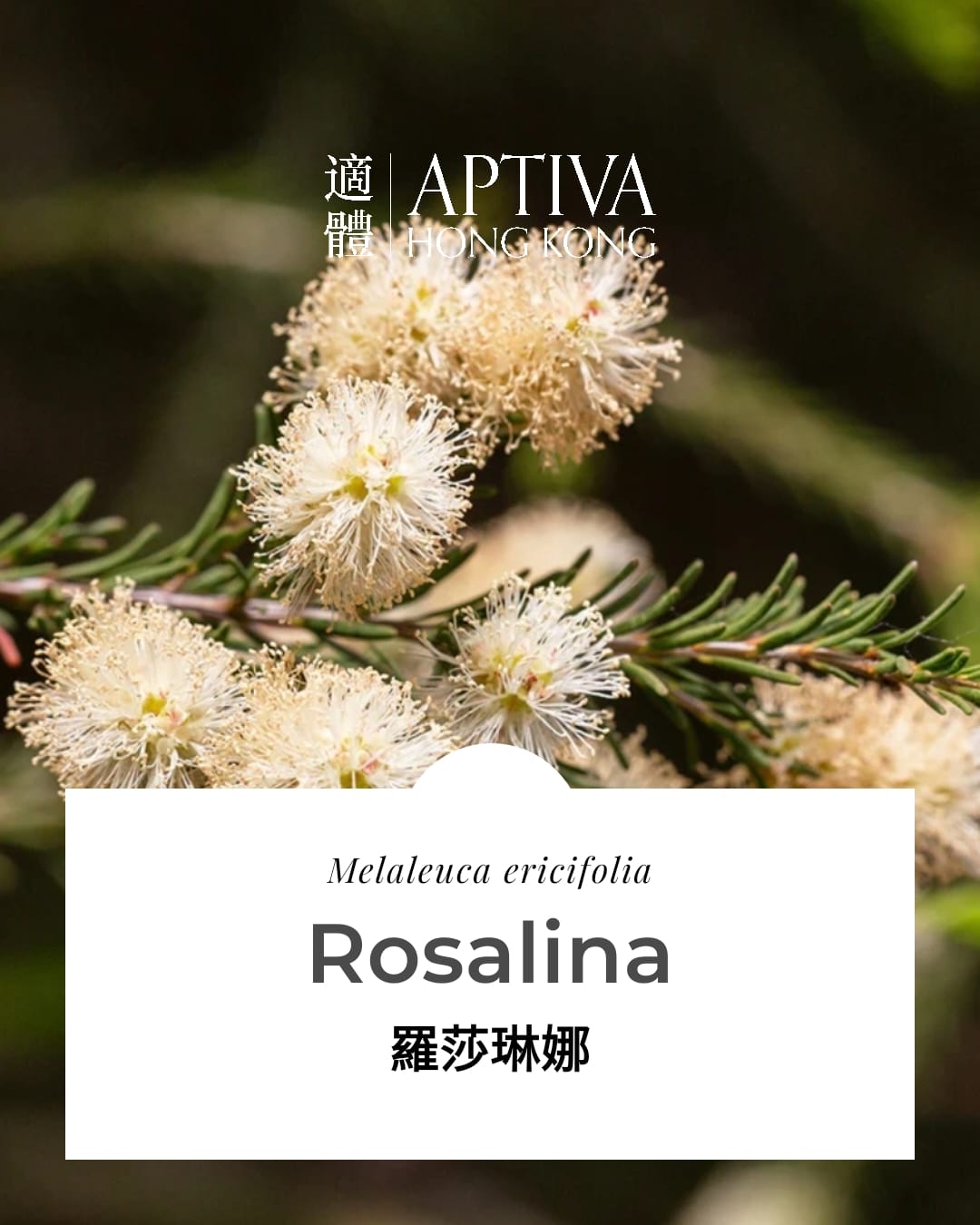 Rosalina Essential Oil - APTIVA