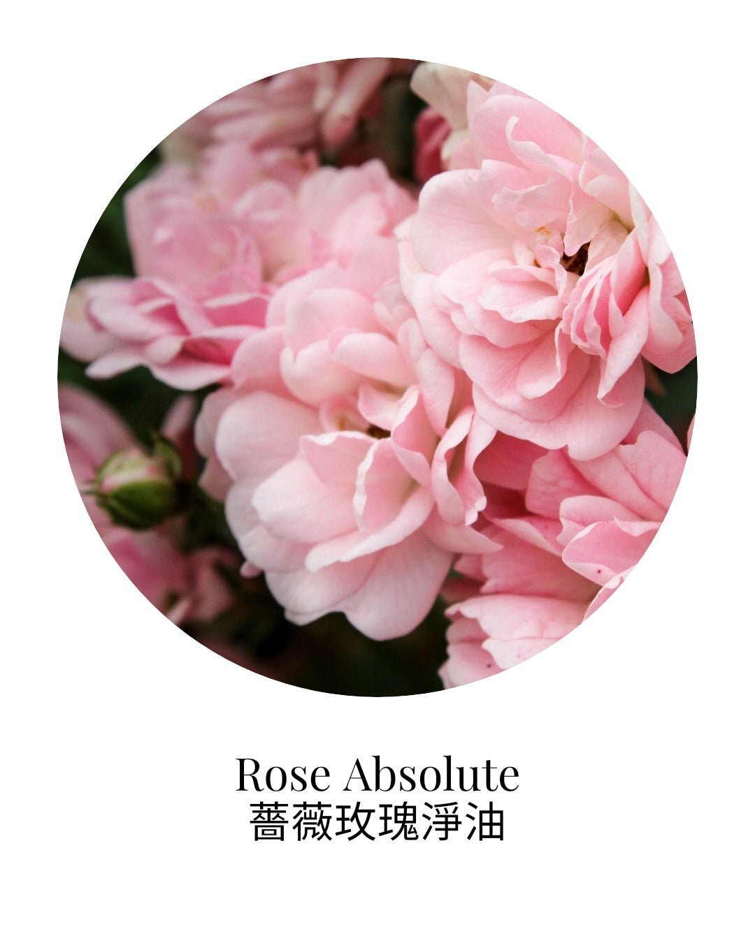 Rose Absolute Essential Oil - APTIVA