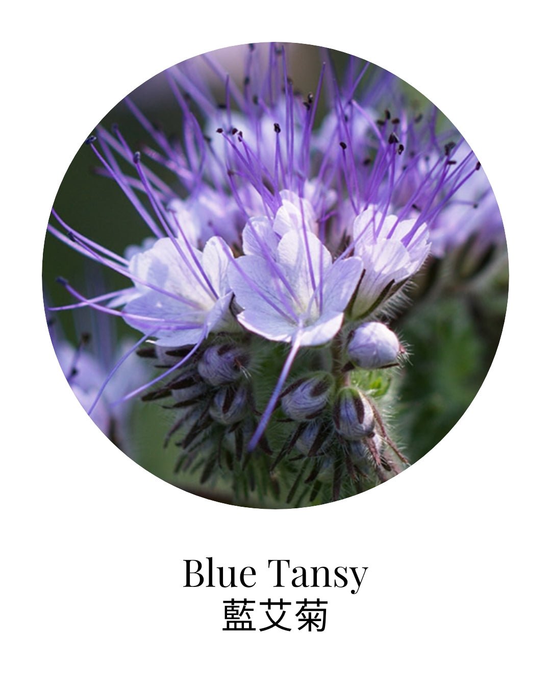 Blue Tansy Essential Oil - APTIVA