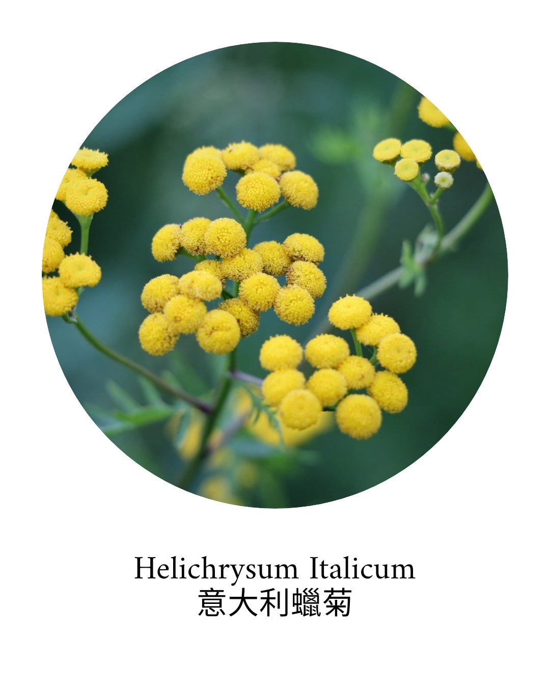 Helichrysum (Immortelle) Essential Oil - APTIVA