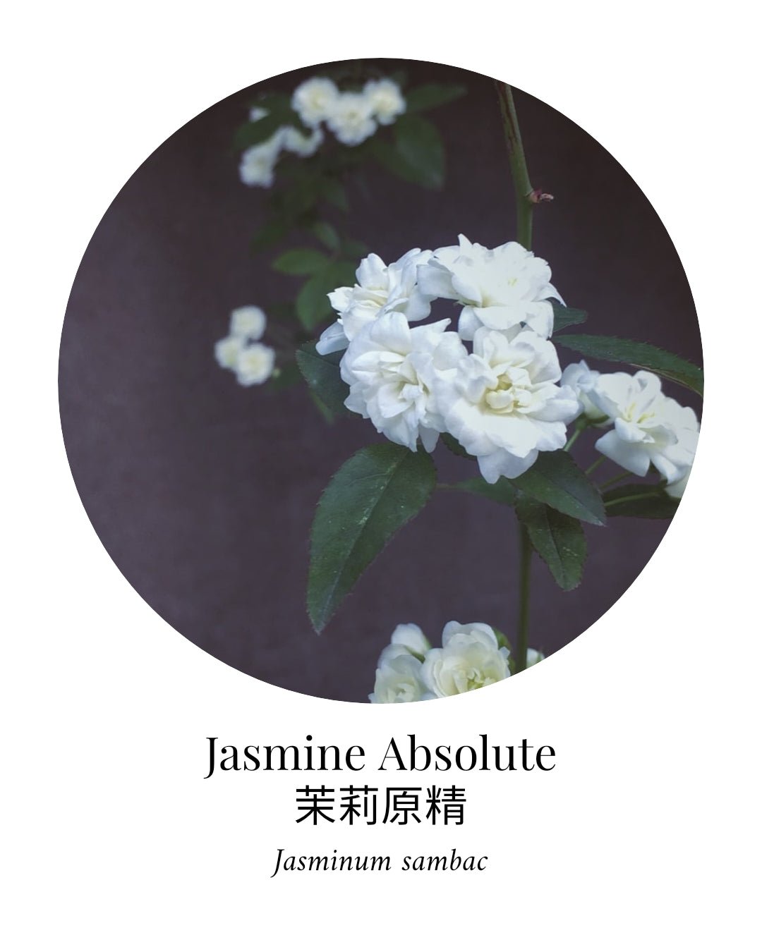 Jasmine Absolute Essential Oil - APTIVA